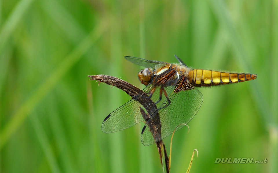 Broad-bodied Chaser (Female, Libellula depressa)